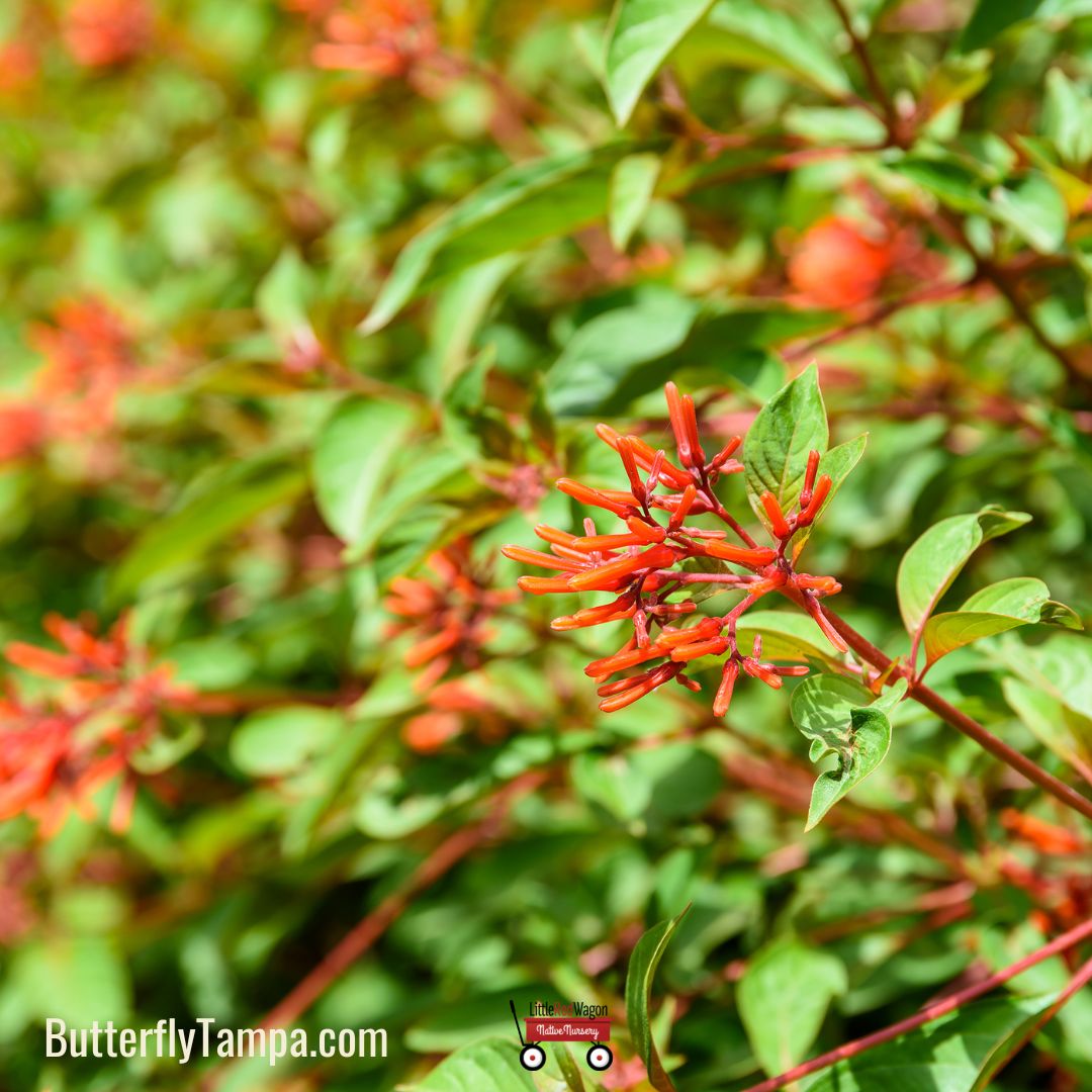 Firebush Firefly Firebush(Hamelia patens ‘Firefly’)- 1 Gal – Little Red Wagon ...