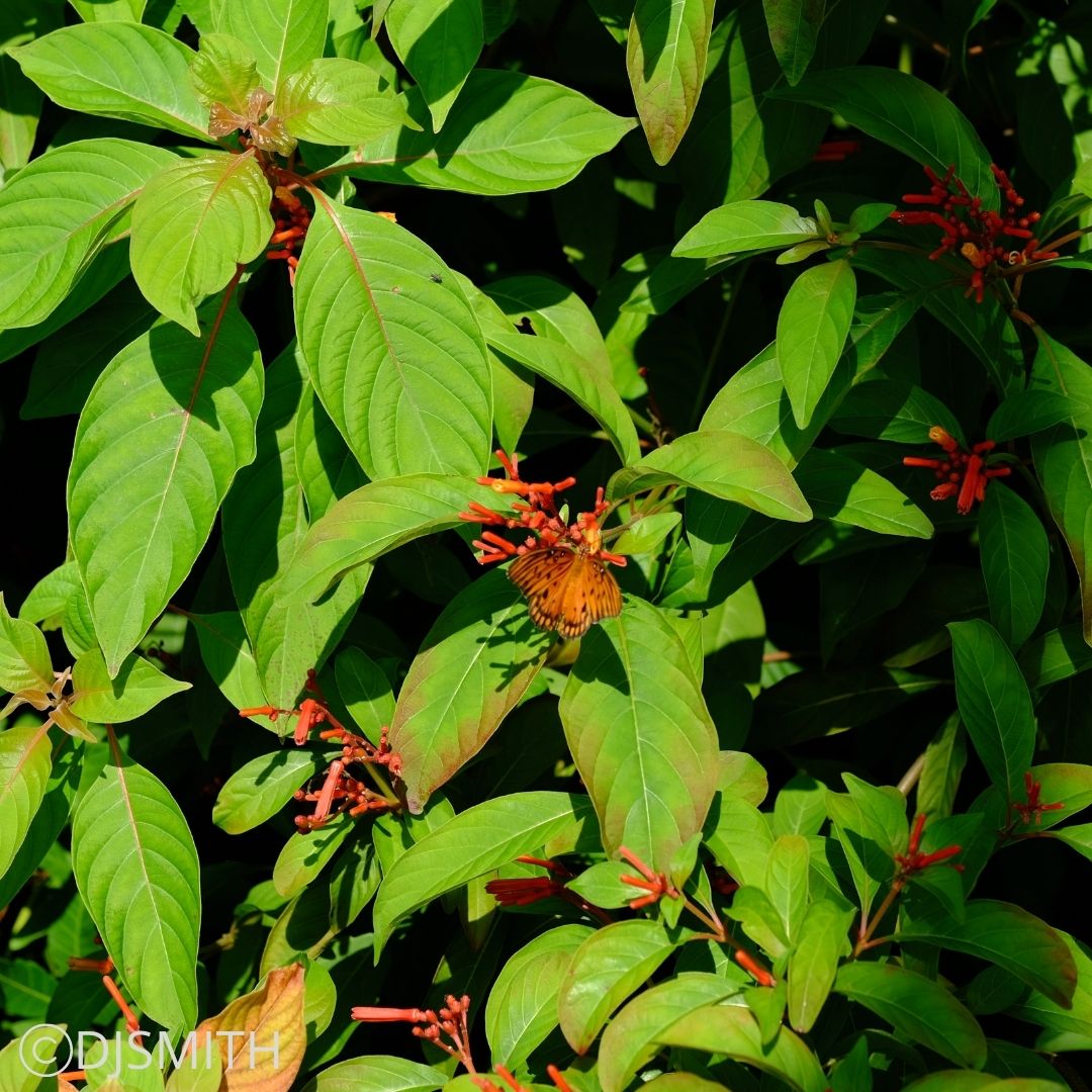 Firebush Firebush (Hamelia patens) – Little Red Wagon Native Nursery