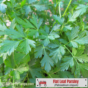 Flat Leaf Parsley - Petroselinum crispum var. neapolitanum (1 gal.)