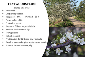 Flatwoods Plum - Prunus umbellata (3 gal.)