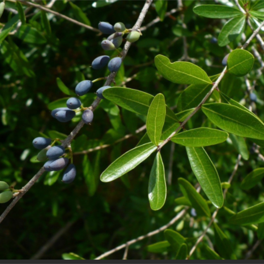 Florida Privet - Forestiera segregata