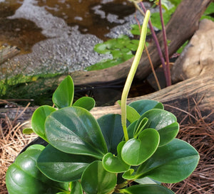 Florida Peperomia - Peperomia obtusifolia (1 gal.)