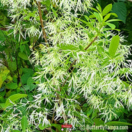 Fringe tree (Chionanthus virginicus)