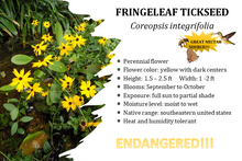 Load image into Gallery viewer, Fringeleaf tickseed - Coreopsis integrifolia (1 gal.)
