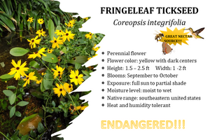 Fringeleaf tickseed - Coreopsis integrifolia (1 gal.)