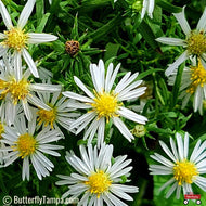 Frost Aster (Symphyotrichum pilosum) - 1 Gallon