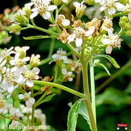Frostweed (Verbesina virginica) - 1 Gallon