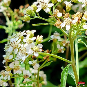 Frostweed - Verbesina virginica (1 gal.)
