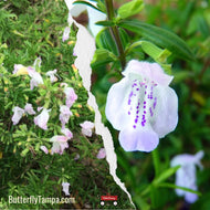 Georgia Calamint (Calamintha georgiana) - 1 Gal