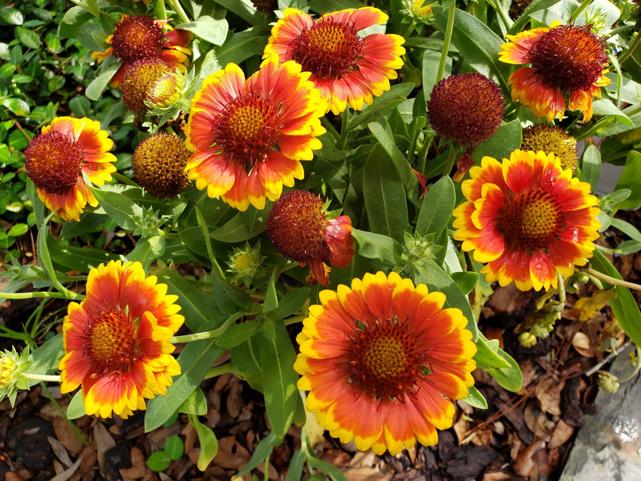 Blanket Flower - Gaillardia pulchella (1 gal.) – Little Red Wagon ...