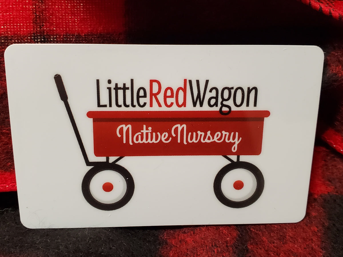 Little Red Wagon Gift Card Little Red Wagon Native Nursery