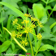 Golden Alexander (Zizia aurea) - 1 Gallon