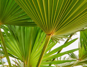 Cabbage Palm - Sabal palmetto