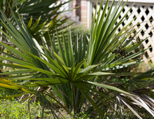 Load image into Gallery viewer, Cabbage Palm - Sabal palmetto
