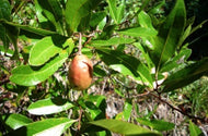 Gopher Apple (Licania Michauxii) - 1 Gallon