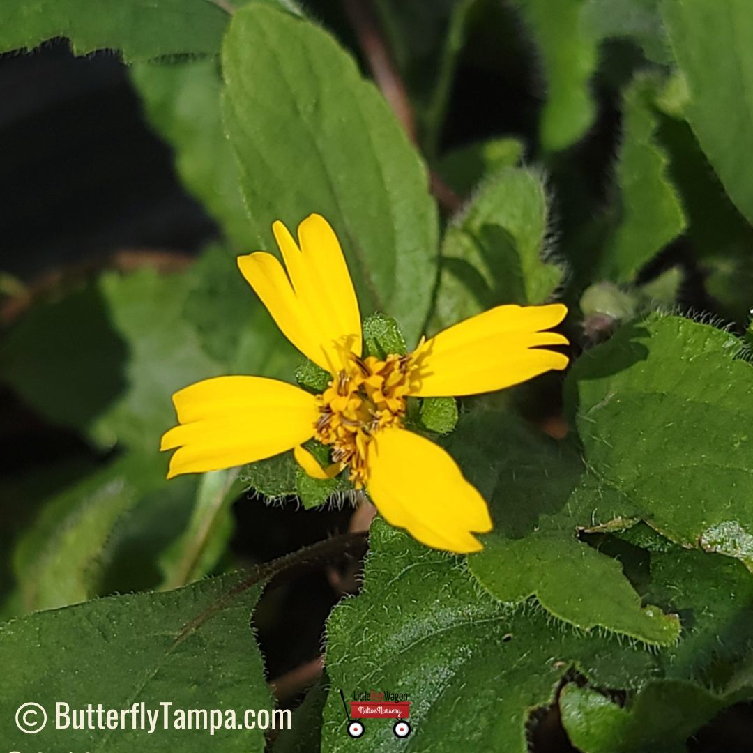 green and gold Chrysogonum virginianum from New England Wild