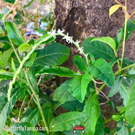 Guinea Hen Weed (Petiveria alliacea)