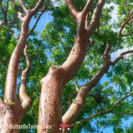 Gumbo limbo (Bursera simaruba)