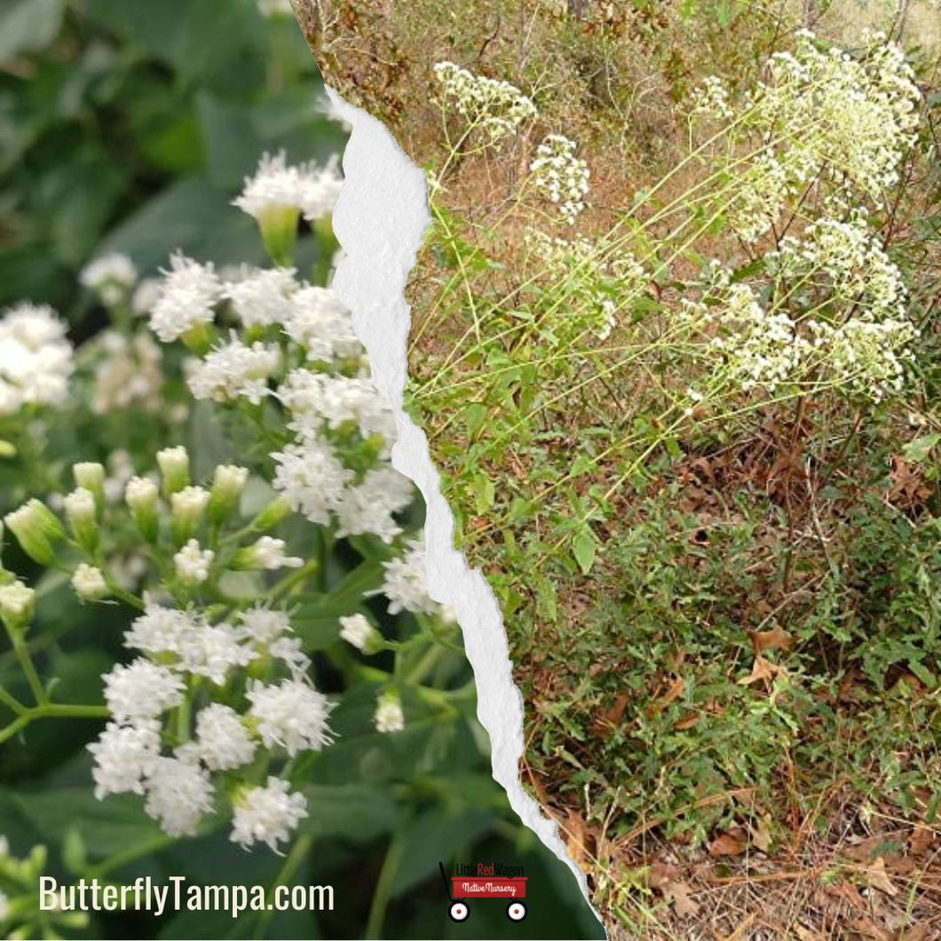 Hammock Snakeroot- Ageratina jucunda