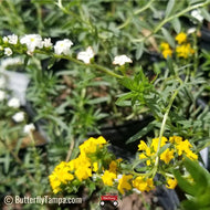 Pineland Heliotrope (Euploca polyphylla) - 1 Gallon