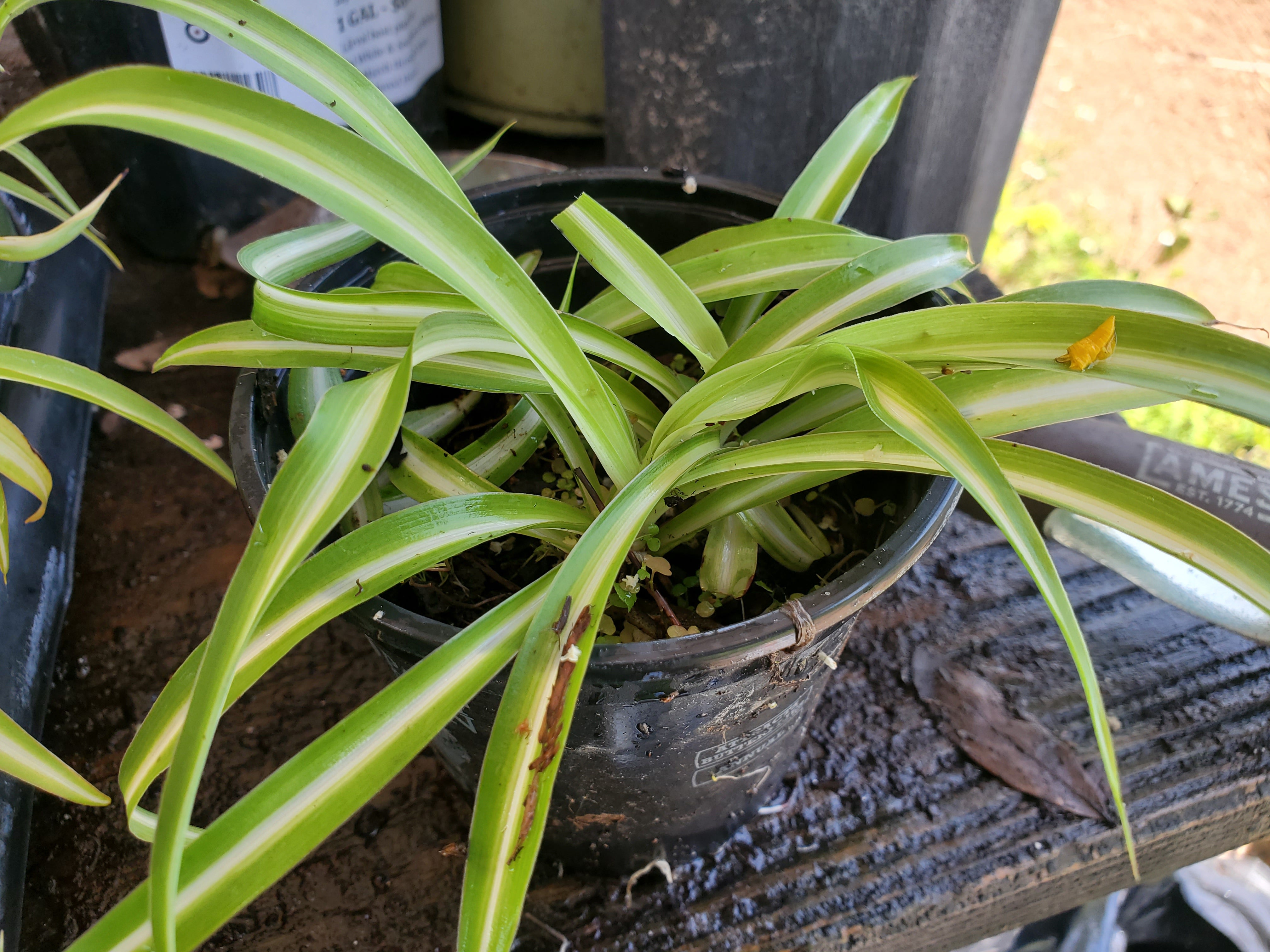 Chlorophytum Spider Plant Babies — The Plant Farm®