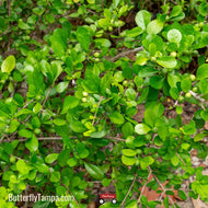 Indigo Berry-Upright (Randia aculeata) - 1 Gallon