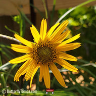 Lakeside Sunflower (Helianthus carnosusl) - 1 Gallon