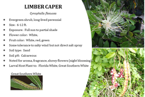 Limber Caper - cynophalla flexuosa (1 gal.)