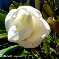 Little Gem Magnolia (Magnolia grandiflora)