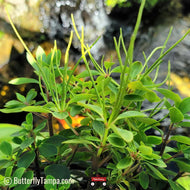 Low Peperomia (Peperomia humilis) - 1 Gallon