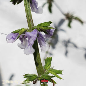 Lyreleaf Sage - Salvia lyrata (1 gal.)