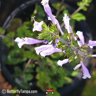 Lyreleaf Sage (Salvia lyrata) - 1 Gallon