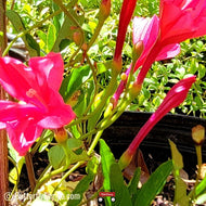 Man-in-the-Ground (Ipomoea microdactyla)