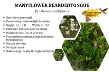 Load image into Gallery viewer, Manyflower beardtongue - Penstemon multiflorus (1 gal.)
