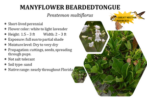 Manyflower beardtongue - Penstemon multiflorus (1 gal.)