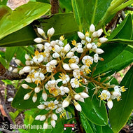 Marlberry (Ardisia escallonioides)