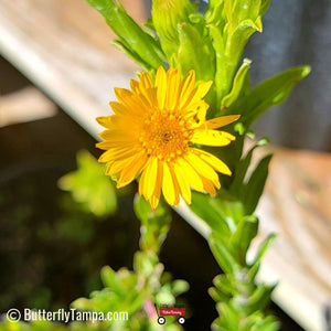 Maryland Golden Aster - Chrysopsis mariana (1 gal.)