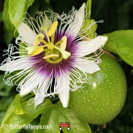 Maypop Passionvine (Passiflora incarnata)