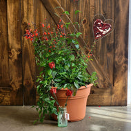 Butterfly Garden in a Pot