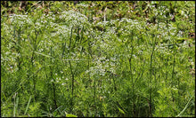 Load image into Gallery viewer, Mock Bishop&#39;s Weed - Ptilimnium capillaceum (1 &amp; 3 gal.)
