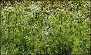 Mock Bishop's Weed - Ptilimnium capillaceum (1 & 3 gal.)