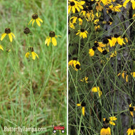 Mohr's Coneflower (Rudbeckia mohrii) - 1 Gallon
