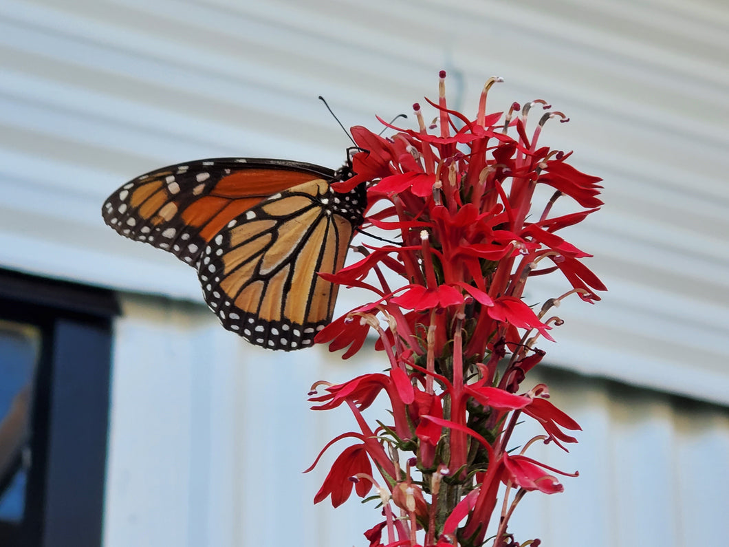 Cardinal Flower - Lobelia cardinalis (1 gal.)