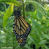 Pink Swamp Milkweed (Asclepias incarnata)