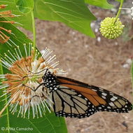 Buttonbush (Cephalanthus occidentalis)
