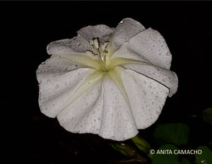 Moonflower - Ipomoea alba