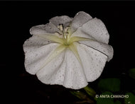 Moonflower (Ipomoea alba)