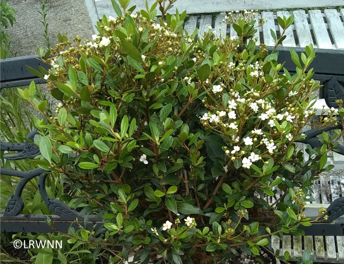 Mrs. Schiller's Delight - Viburnum obovatum (3 gal.) – Little Red Wagon ...