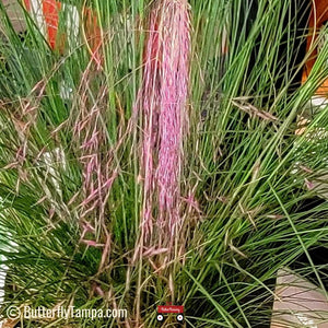 Muhly Grass - Muhlenbergia capillaris