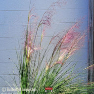 Muhly Grass (Muhlenbergia capillaris)